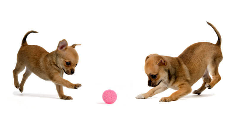 Bien choisir son jouet pour chien - Le Chiwawa