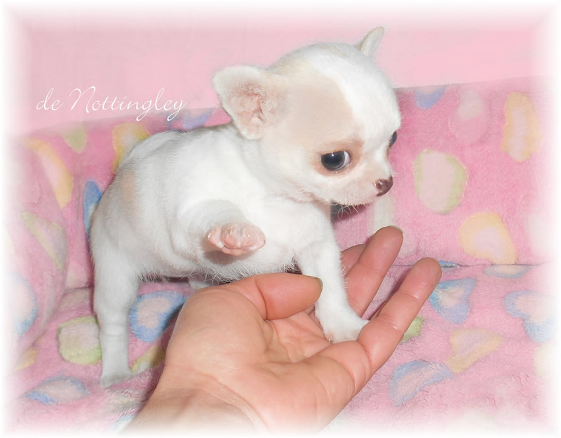 chiot-femelle-chihuahua