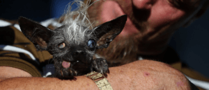 Un chien croisé chihuahua élu le plus moche du monde !