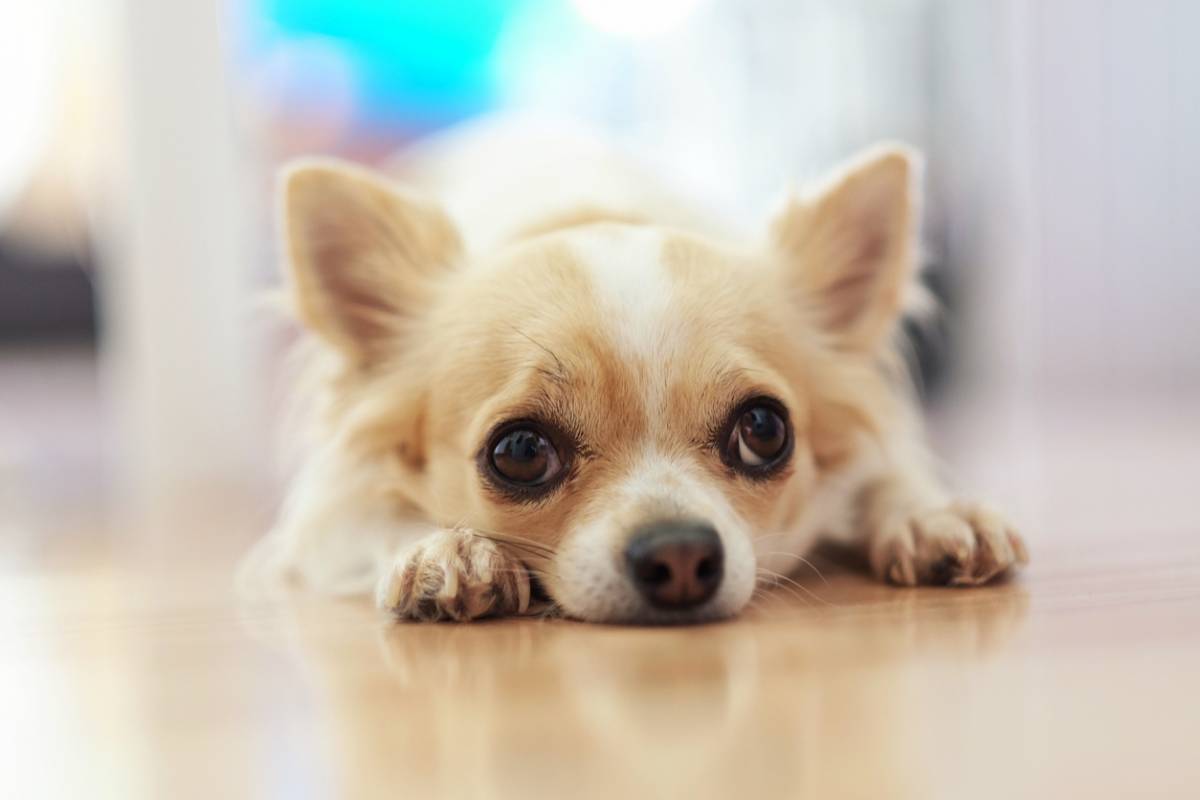 Et si nos chiens aussi passaient au naturel ?