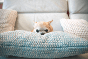 Quelles maladies sont les plus fréquentes chez les Chihuahuas ?