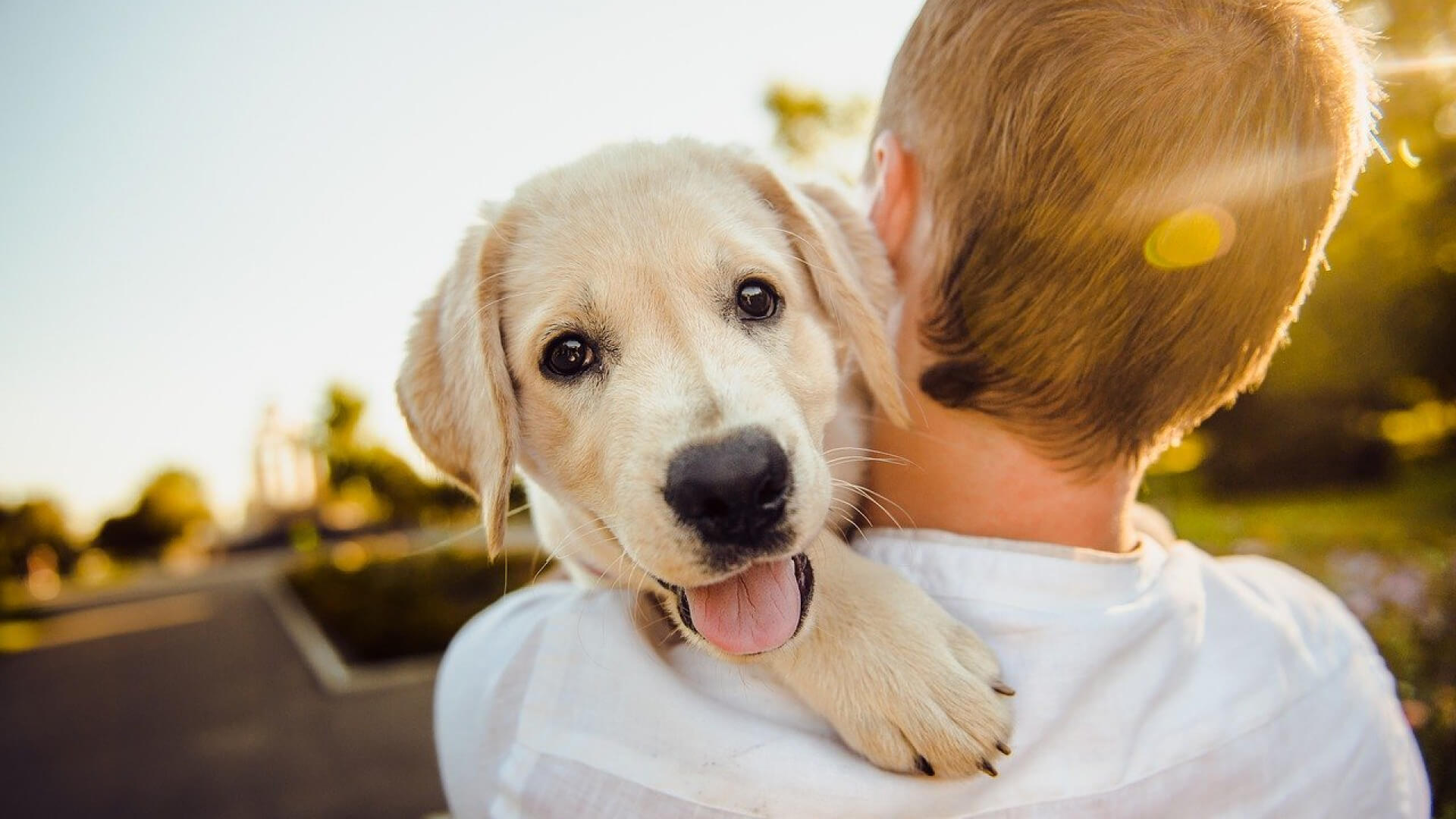 dentition chien
