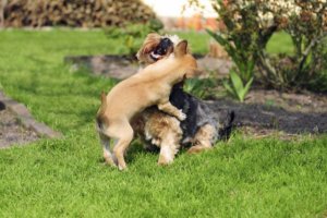 Que faire si votre chiwawa se bat avec d’autres chiens ?