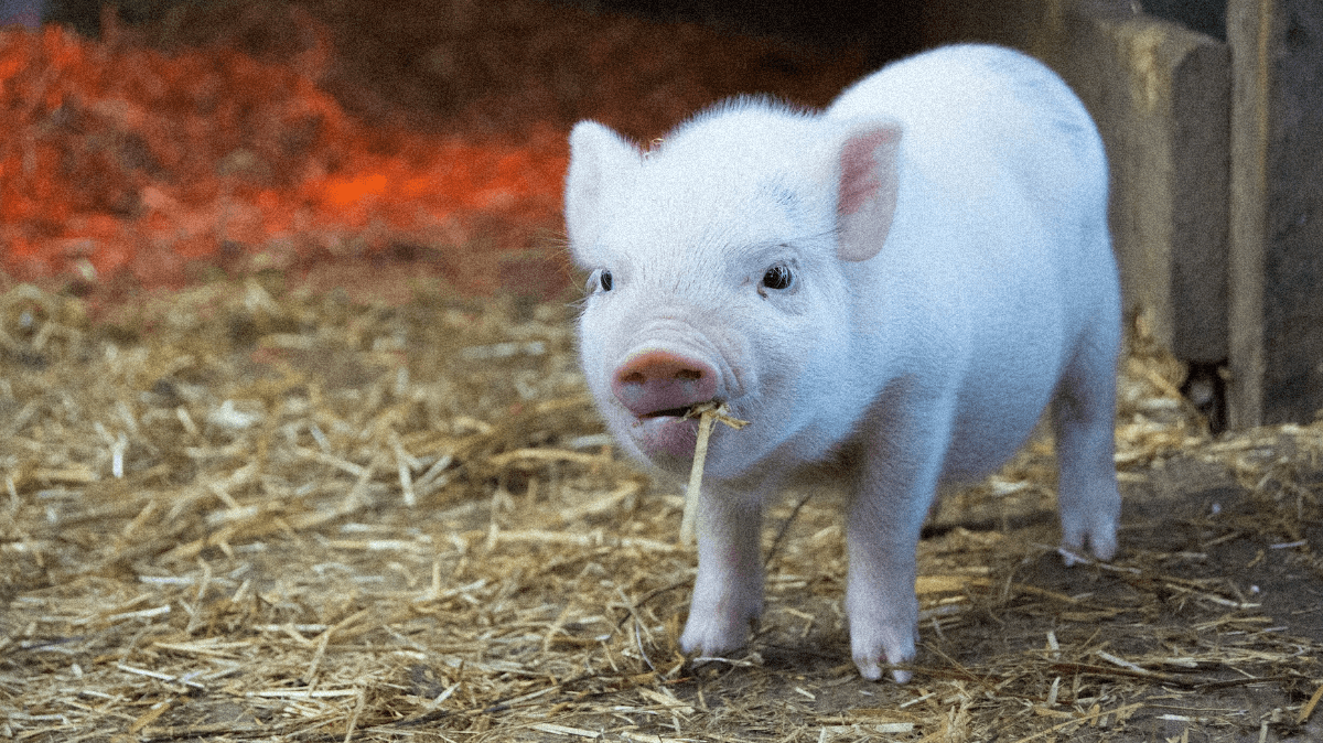 Est-ce que les animaux de ferme sont couverts par l'assurance habitation ?