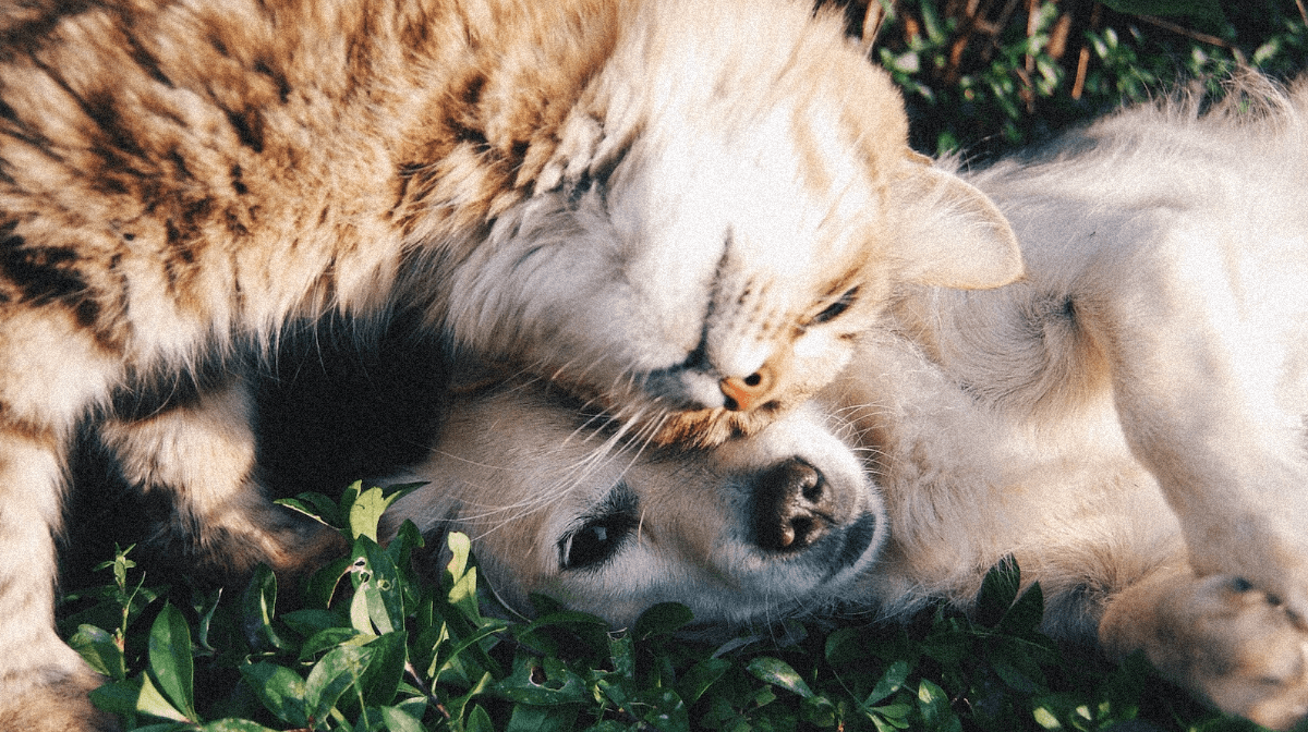 Les meilleures offres d’assurance animaux pas chère sur le marché Les meilleures offres d'assurance animaux pas chère sur le marché