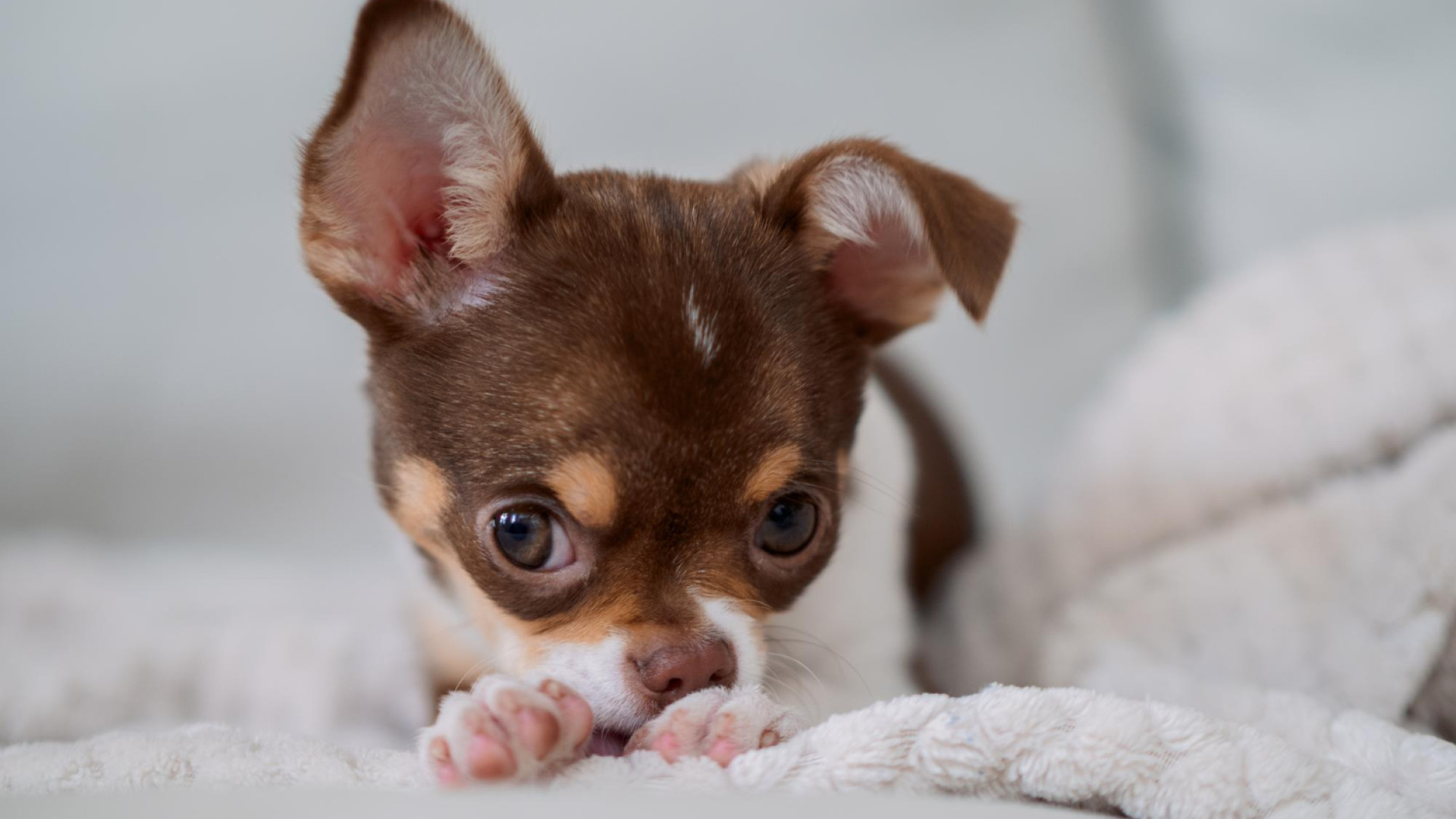 Bien nourrir votre chiot Chihuahua est essentiel
