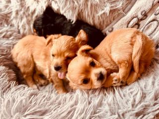 Chihuahua et yorkshire terrier : deux petits chiens, deux modes de vie