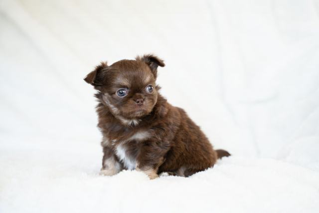 Chihuahua qui tremble : froid, peur ou problème de santé Chihuahua qui tremble : froid, peur ou problème de santé
