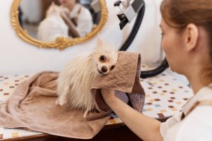 Les erreurs à éviter lors du toilettage de votre chihuahua