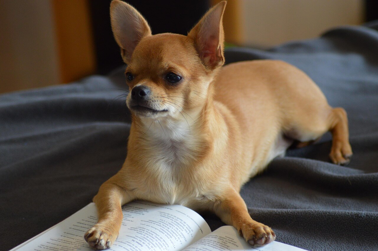 Comment choisir le meilleur harnais pour chihuahua ? 
