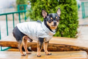 Comment choisir le meilleur harnais pour chihuahua ?