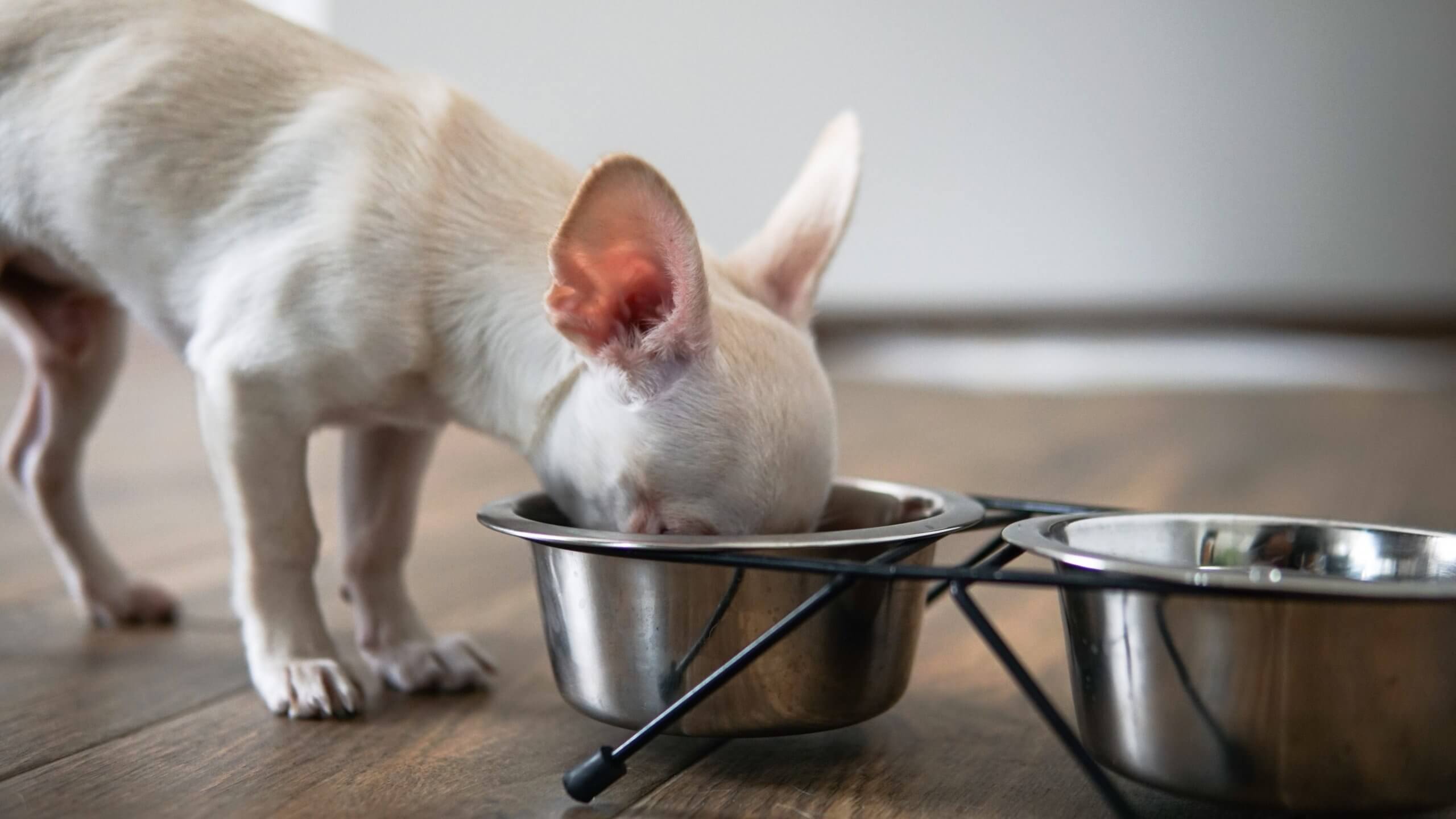 Top 10 des meilleures pâtées pour chihuahua en 2026