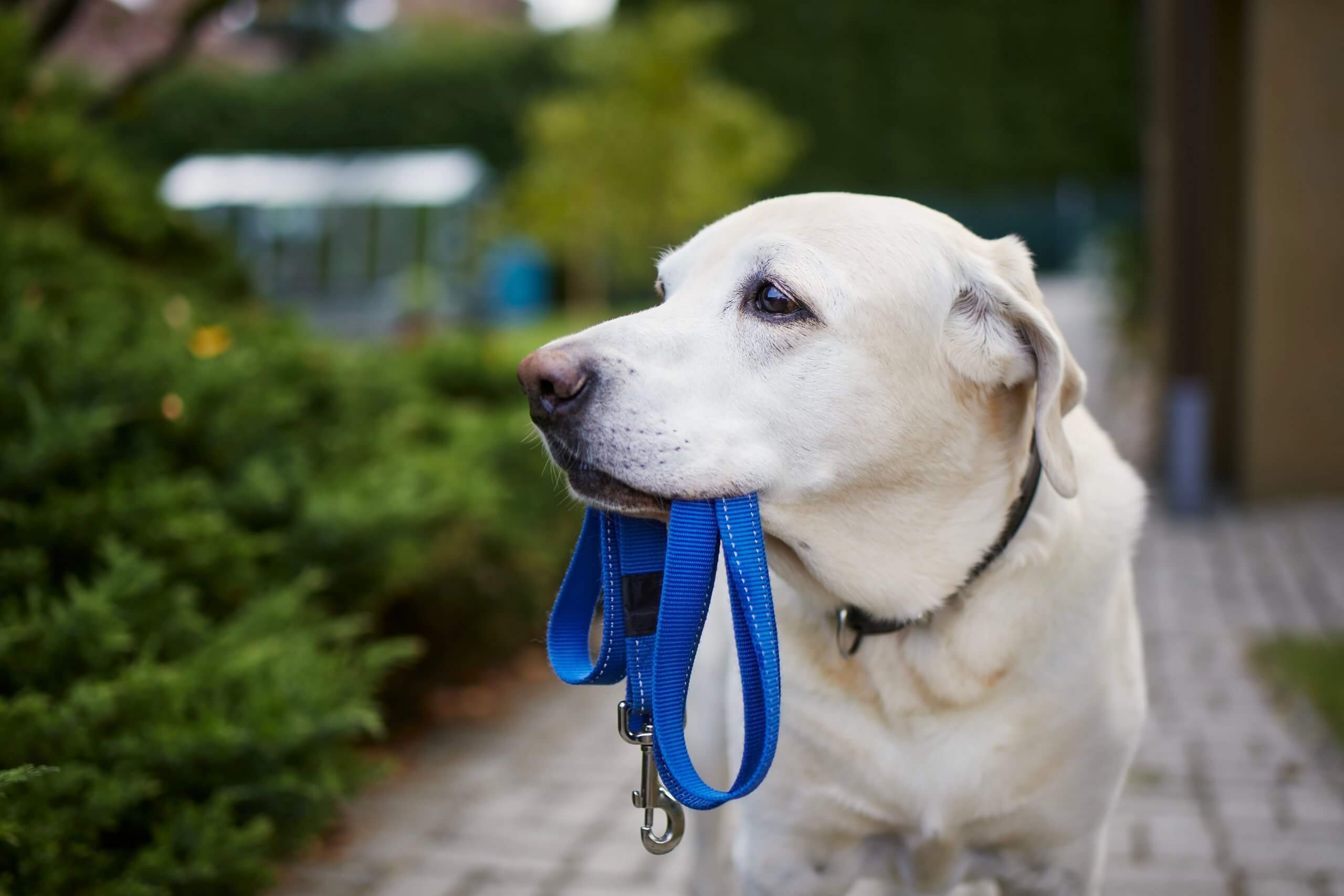 Promenade canine : comment choisir la bonne laisse ?