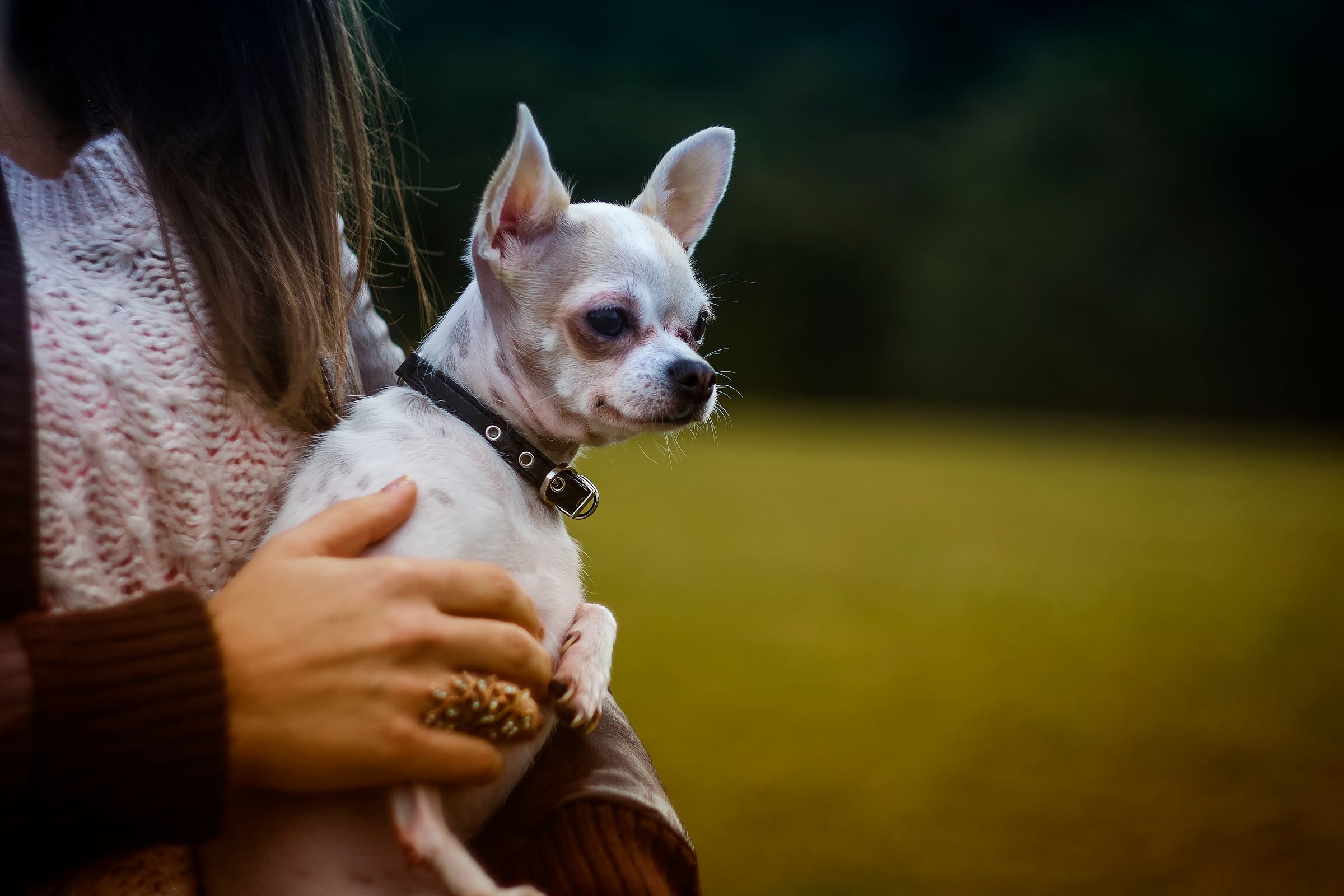 Chihuahua dans les bras de sa maîtresse