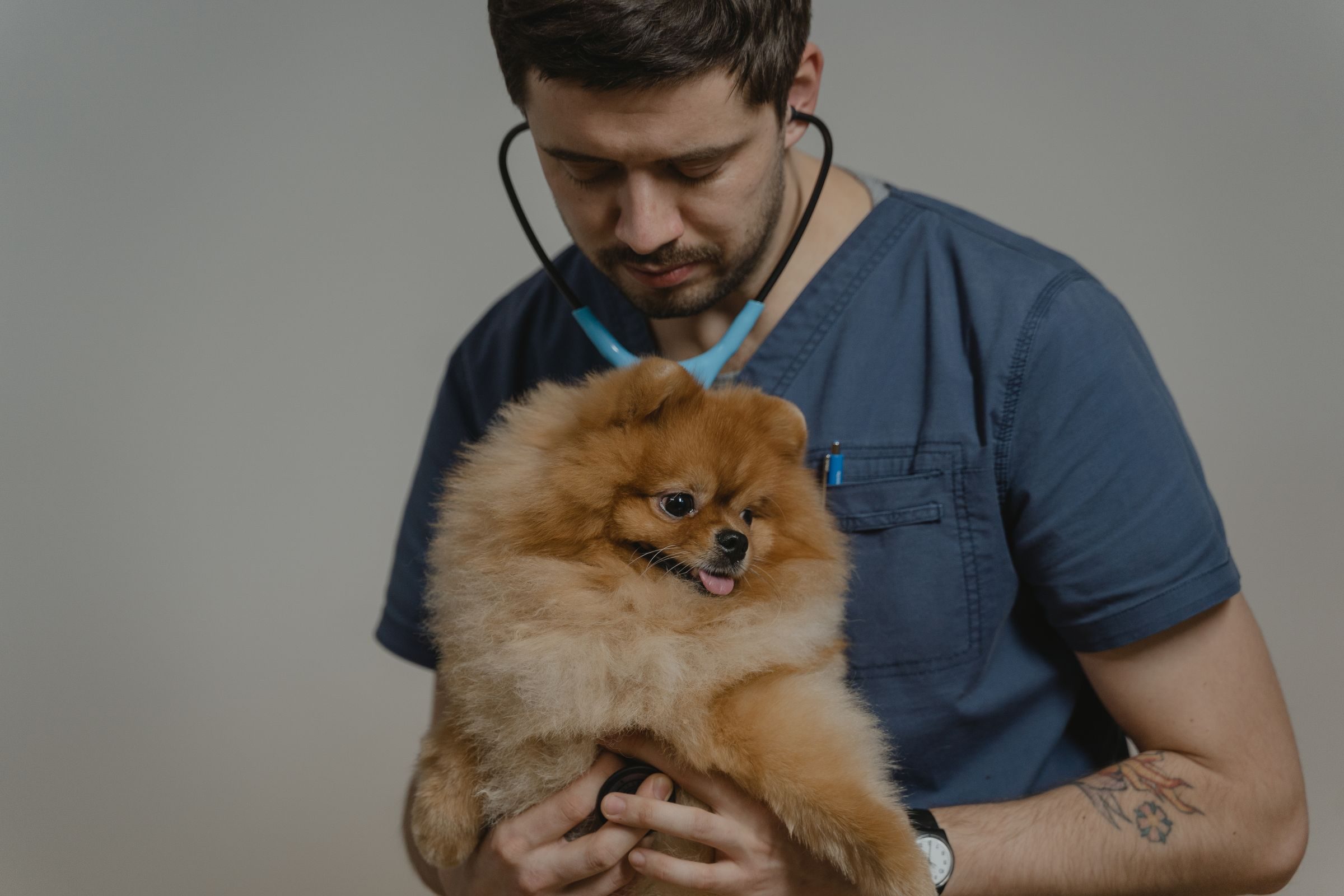 Chien en consultation dans une clinique vétérinaire