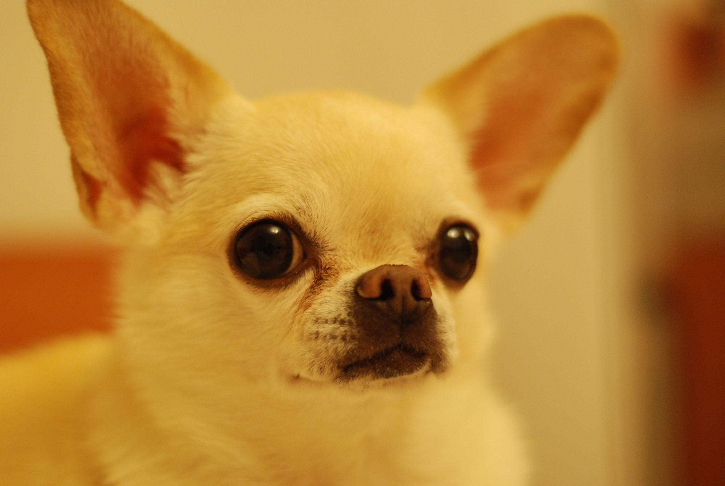 Chihuahua aux grandes oreilles dressées