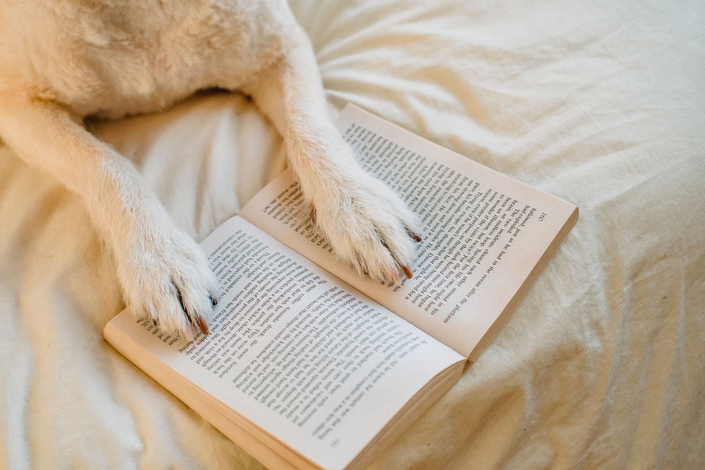 Petit chien allongé près de livres ouverts