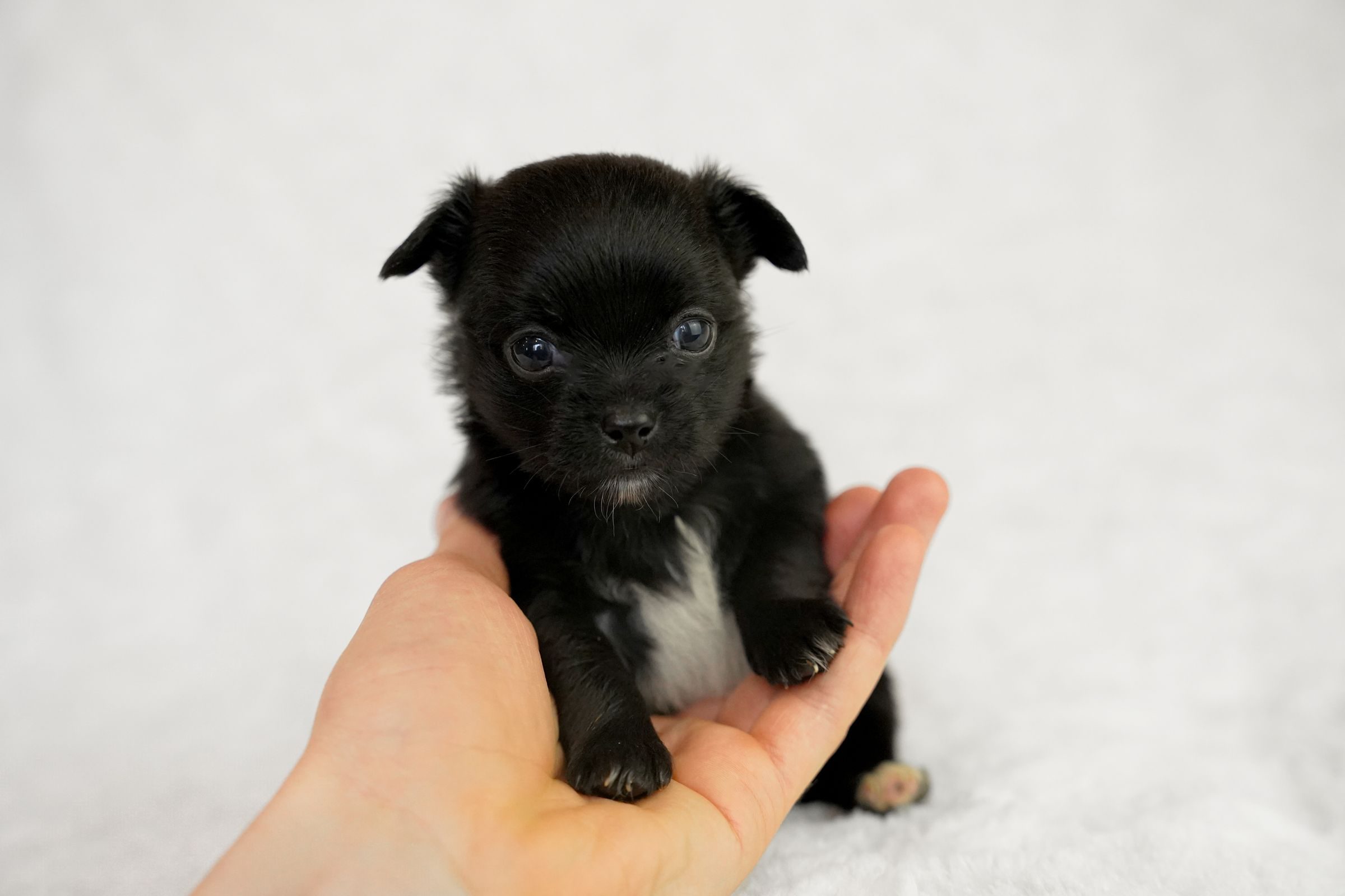 Tout petit chihuahua tenu dans les mains
